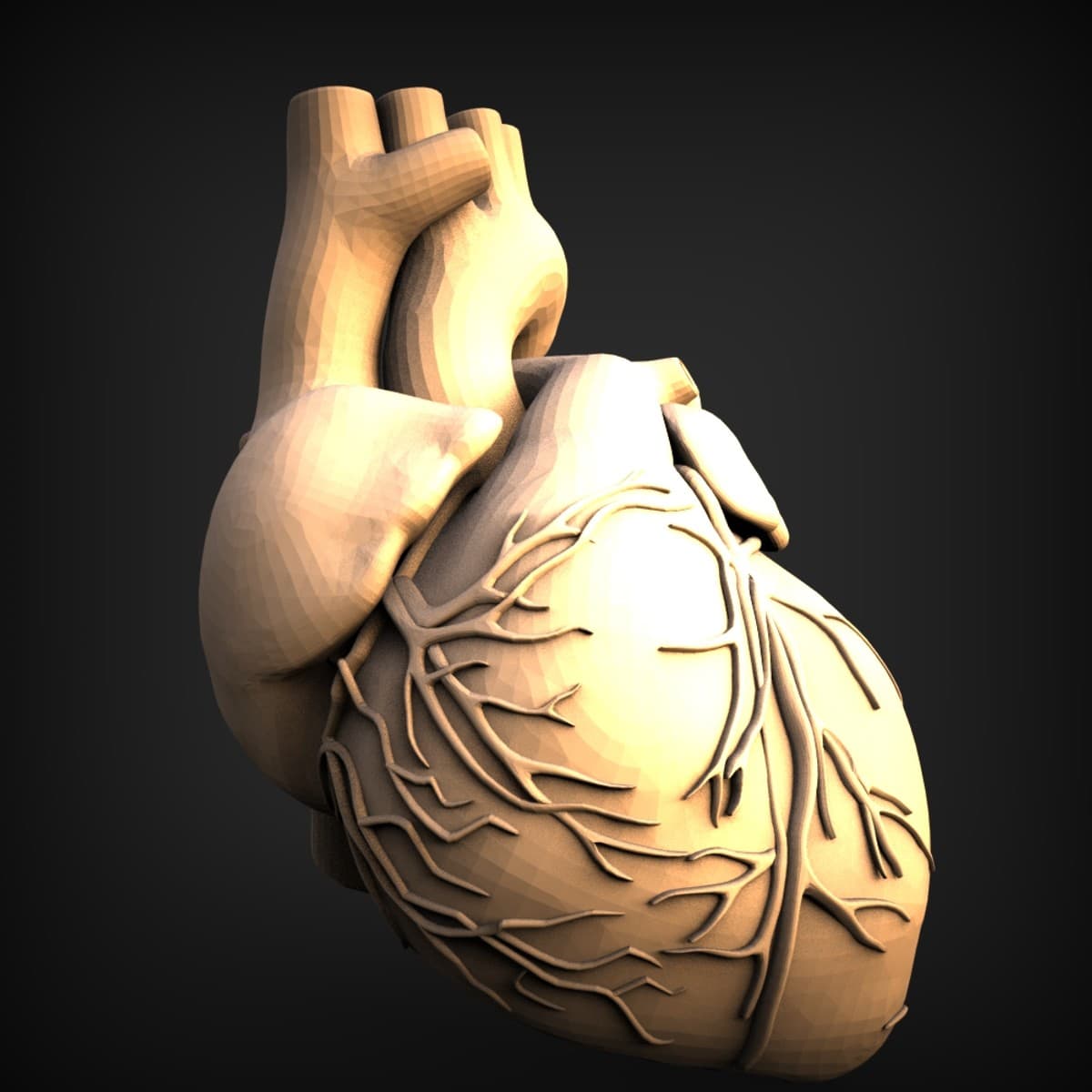 Anatomical Human Heart Model
