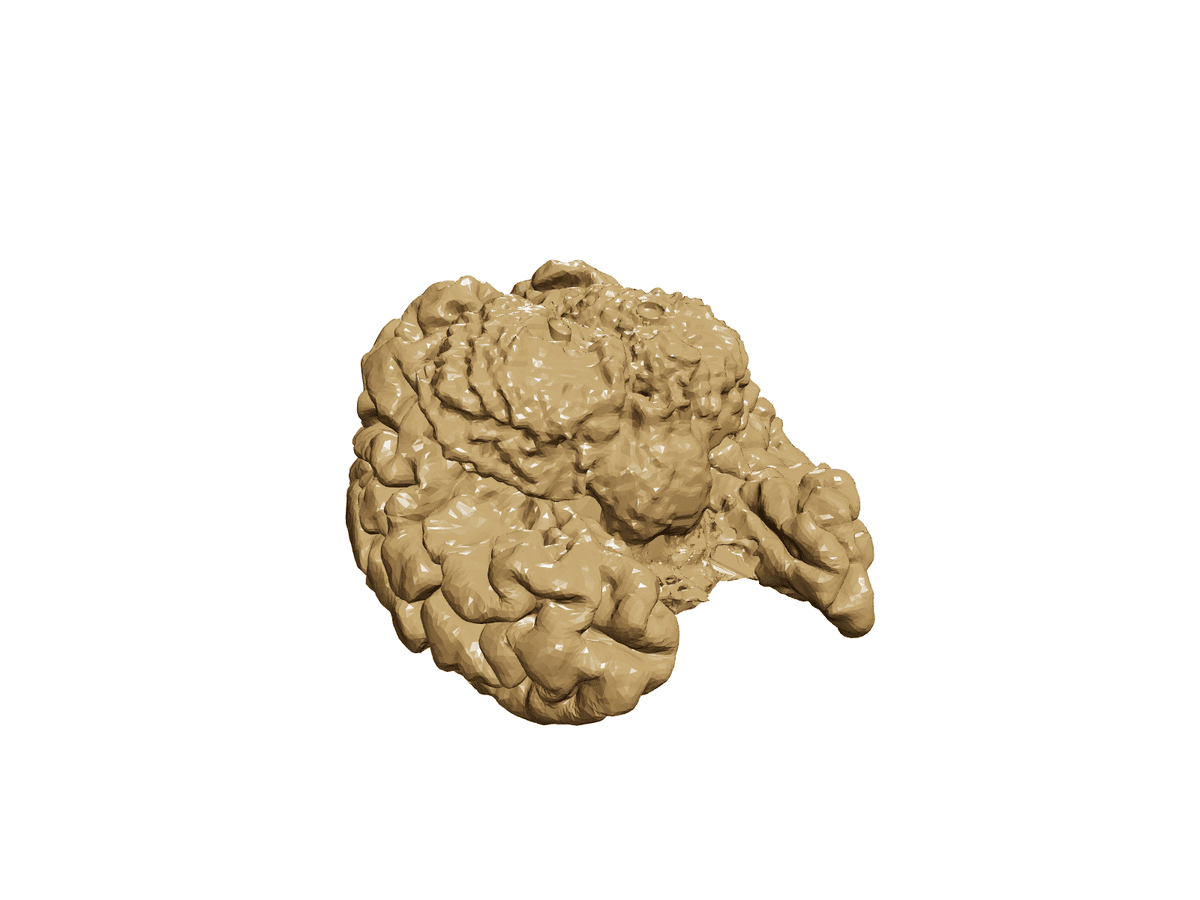 Brain Lamp