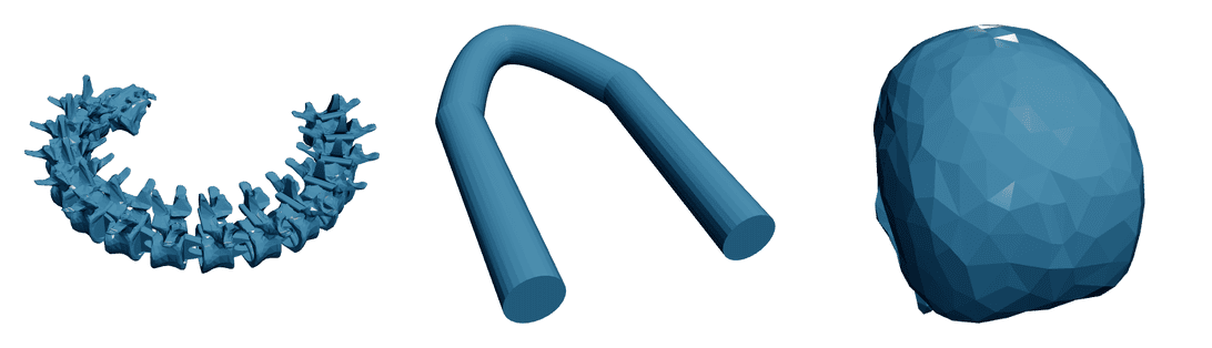 Spine & Skull — Articulated Flexi